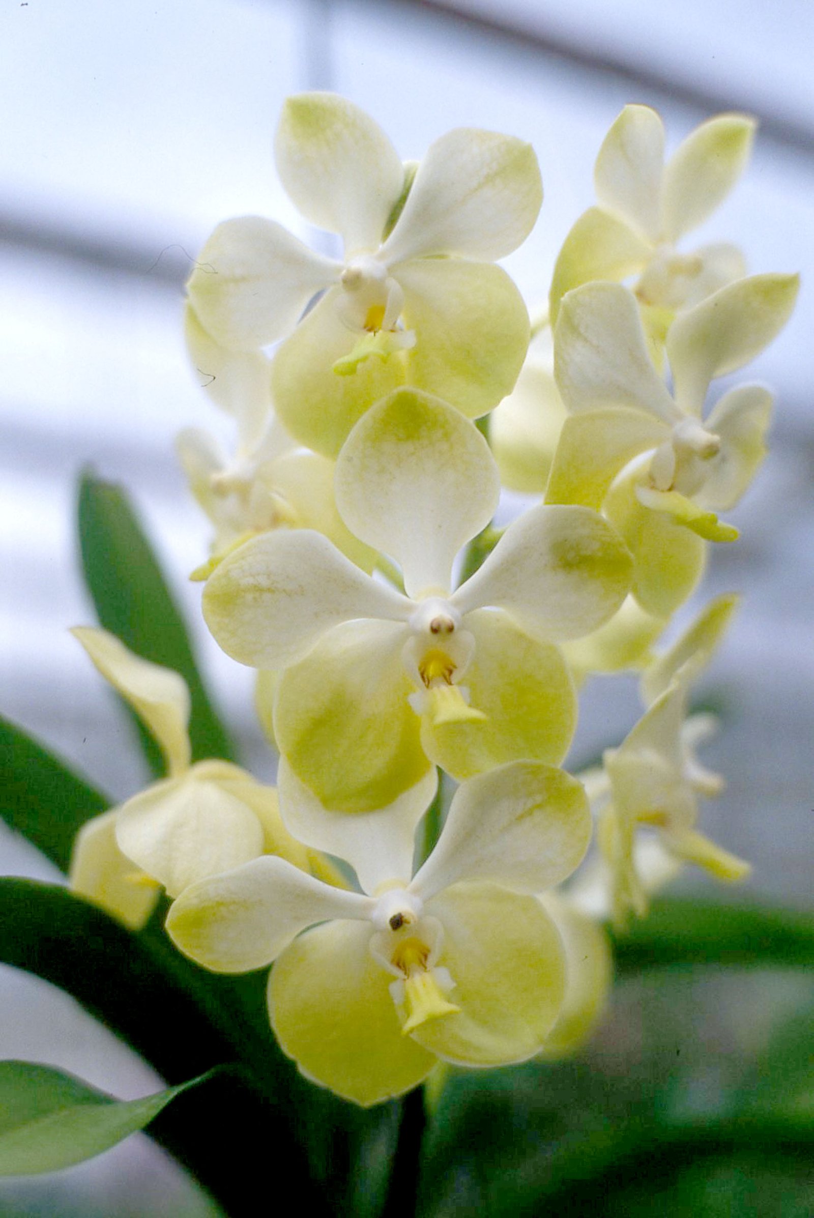 Orchids 14